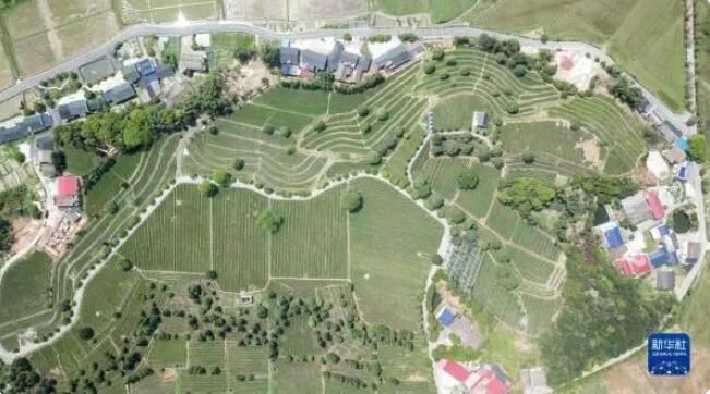 有关于茶文旅融合焕发山乡新活力的消息