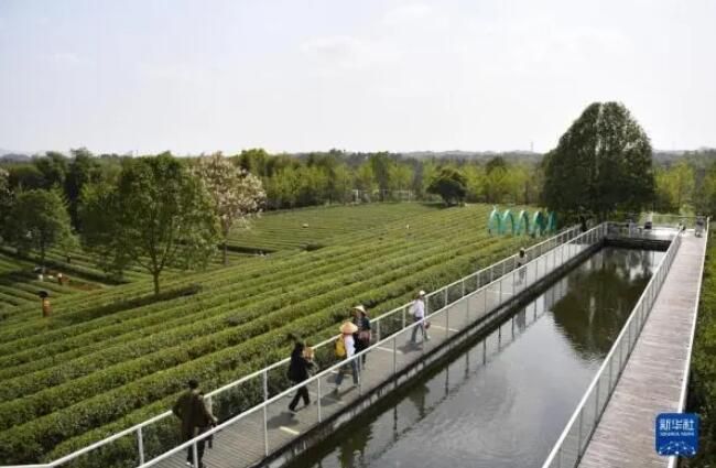 有关于茶文旅融合焕发山乡新活力的消息(5)