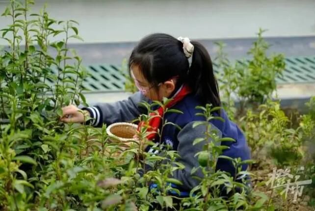 有关于采了4.6斤西湖龙井！卖鱼桥小学屋顶茶园2000棵茶树开采春茶的相关内容(4)