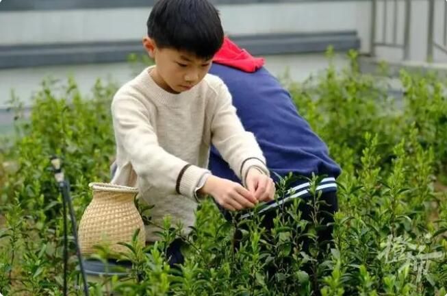 有关于采了4.6斤西湖龙井！卖鱼桥小学屋顶茶园2000棵茶树开采春茶的相关内容(1)