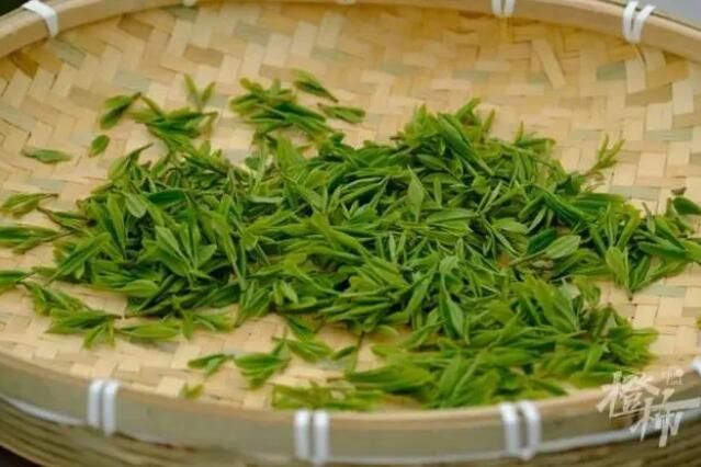 有关于采了4.6斤西湖龙井！卖鱼桥小学屋顶茶园2000棵茶树开采春茶的相关内容(6)