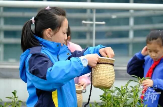 有关于采了4.6斤西湖龙井！卖鱼桥小学屋顶茶园2000棵茶树开采春茶的相关内容(3)