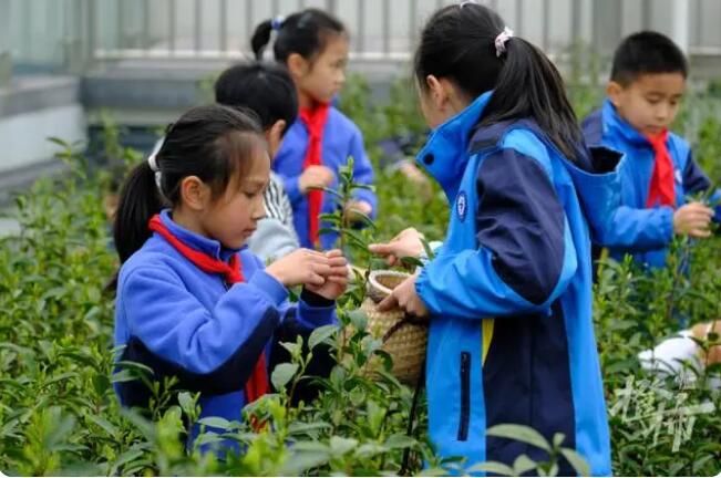 有关于采了4.6斤西湖龙井！卖鱼桥小学屋顶茶园2000棵茶树开采春茶的相关内容(5)