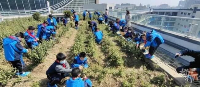 有关于采了4.6斤西湖龙井！卖鱼桥小学屋顶茶园2000棵茶树开采春茶的相关内容