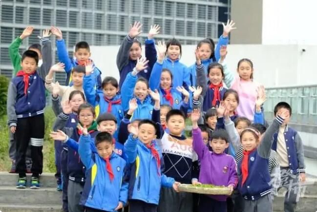 有关于采了4.6斤西湖龙井！卖鱼桥小学屋顶茶园2000棵茶树开采春茶的相关内容(7)