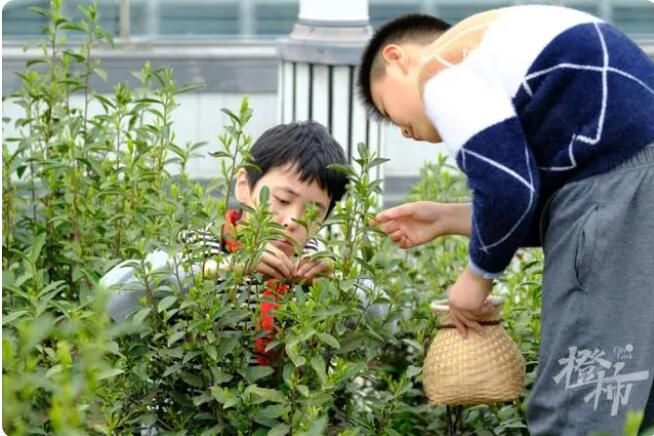 有关于采了4.6斤西湖龙井！卖鱼桥小学屋顶茶园2000棵茶树开采春茶的相关内容(2)