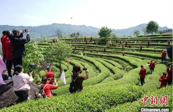 关于遇见福建：生态茶园催生茶旅融合发展的最新消息(2)
