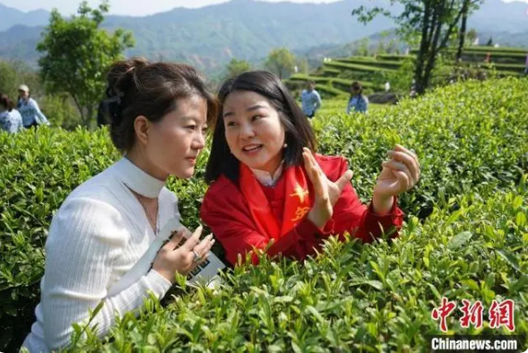 关于遇见福建：生态茶园催生茶旅融合发展的最新消息(5)