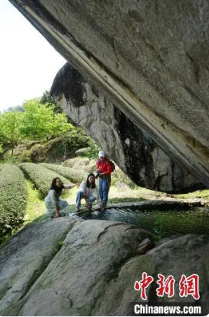 关于遇见福建：生态茶园催生茶旅融合发展的最新消息(7)