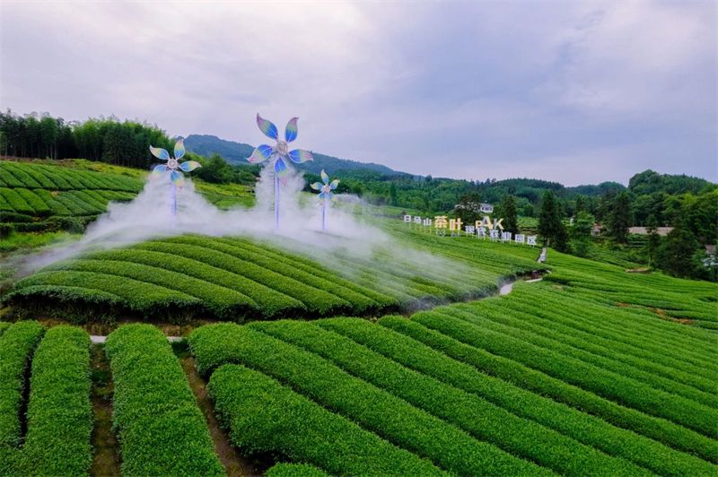 关于2024中国沐川紫茶大会暨红茶贸易洽谈会开幕的内容(3)