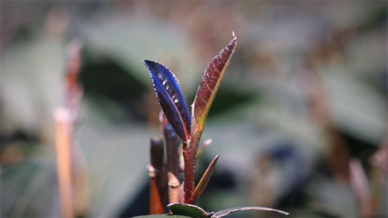 关于2024中国沐川紫茶大会暨红茶贸易洽谈会开幕的内容(2)