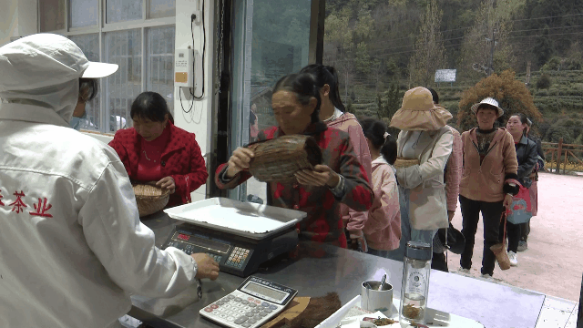 关于镇巴唯一国家级制茶大师手工制茶展技艺的最新消息(5)