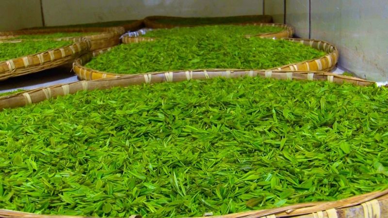 关于镇巴唯一国家级制茶大师手工制茶展技艺的最新消息(4)