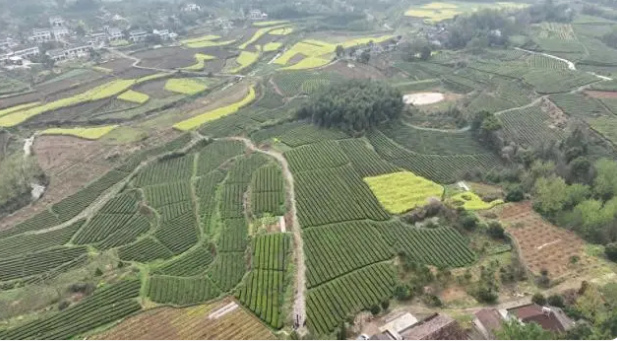 有关于澧县码头铺镇：抢抓时令采春茶的信息