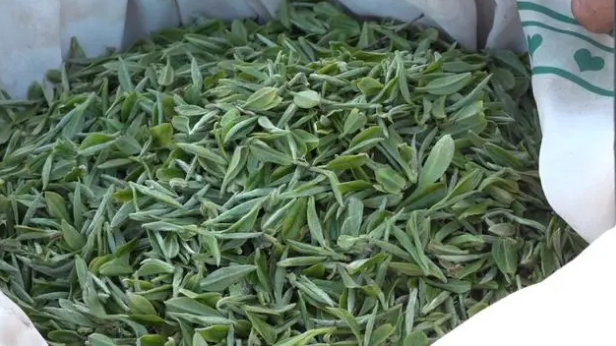 有关于澧县码头铺镇：抢抓时令采春茶的信息(2)