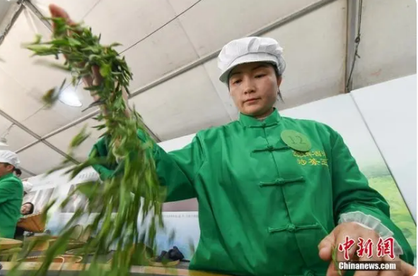 关于浙江杭州：西湖龙井茶炒茶王大赛举行的相关信息(3)
