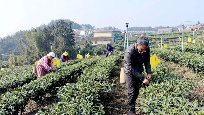 有关于茶叶产销两旺 实现首季“开门红”的新闻