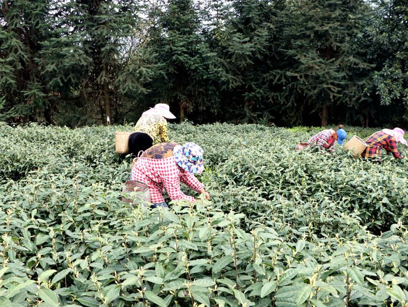 有关于茶叶产销两旺 实现首季“开门红”的新闻(1)