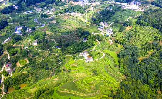 有关于茶叶产销两旺 实现首季“开门红”的新闻(3)