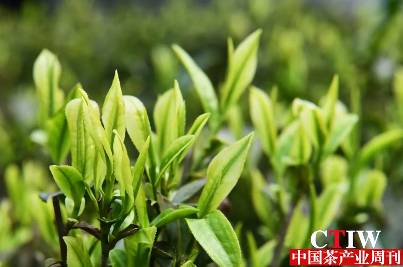 关于2024第四届“品茗怀祖”暨常宁塔山茶品牌推介会在常宁市举行的信息(11)