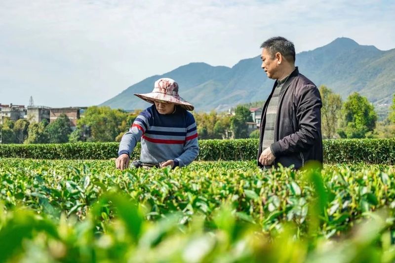 关于松溪：新老茶人共话守正创新的资讯(1)