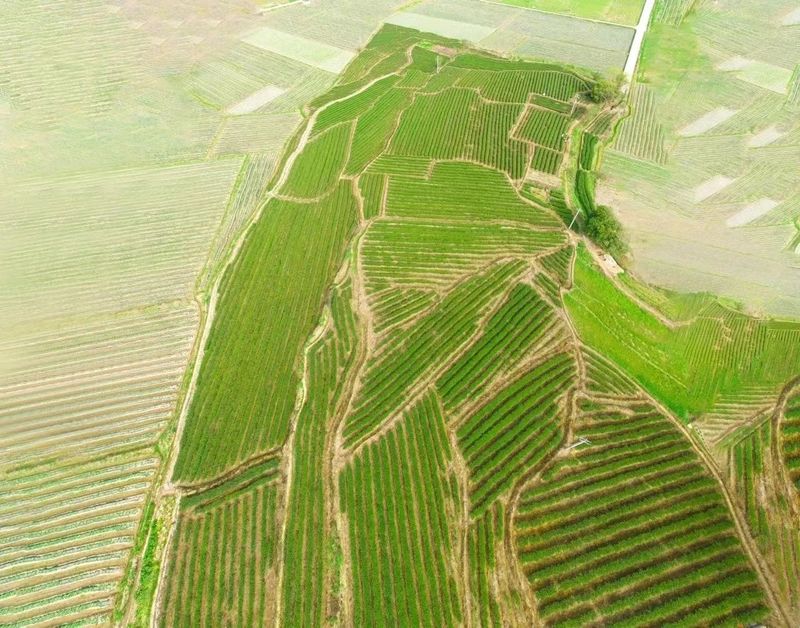 关于松溪：新老茶人共话守正创新的资讯(2)