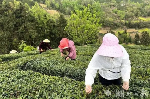 有关于春日采茶忙！竹溪的茶园又“香” 了的相关信息(1)