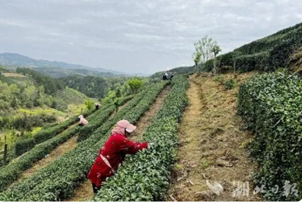 有关于春日采茶忙！竹溪的茶园又“香” 了的相关信息
