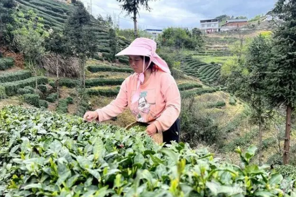 有关于春日采茶忙！竹溪的茶园又“香” 了的相关信息(2)