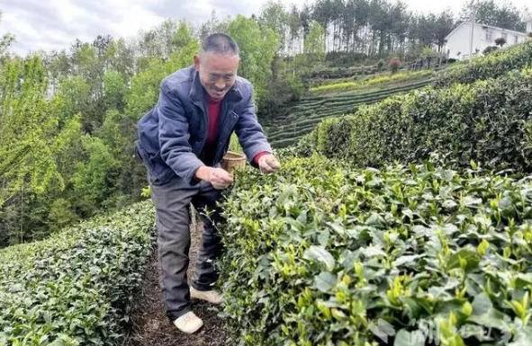 有关于春日采茶忙！竹溪的茶园又“香” 了的相关信息(4)