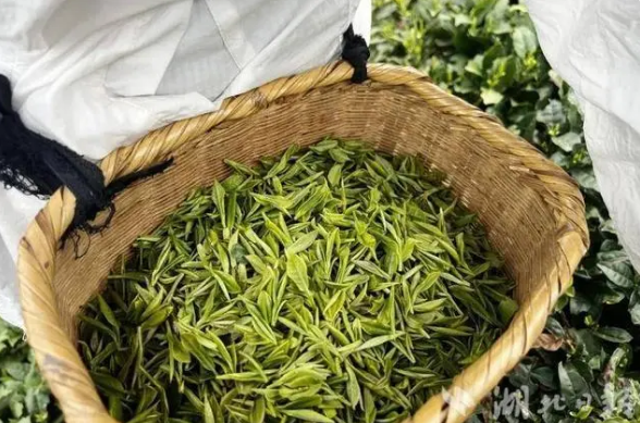 有关于春日采茶忙！竹溪的茶园又“香” 了的相关信息(3)