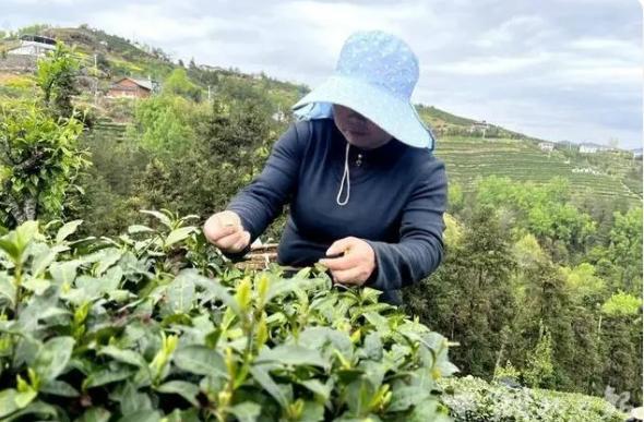 有关于春日采茶忙！竹溪的茶园又“香” 了的相关信息(6)