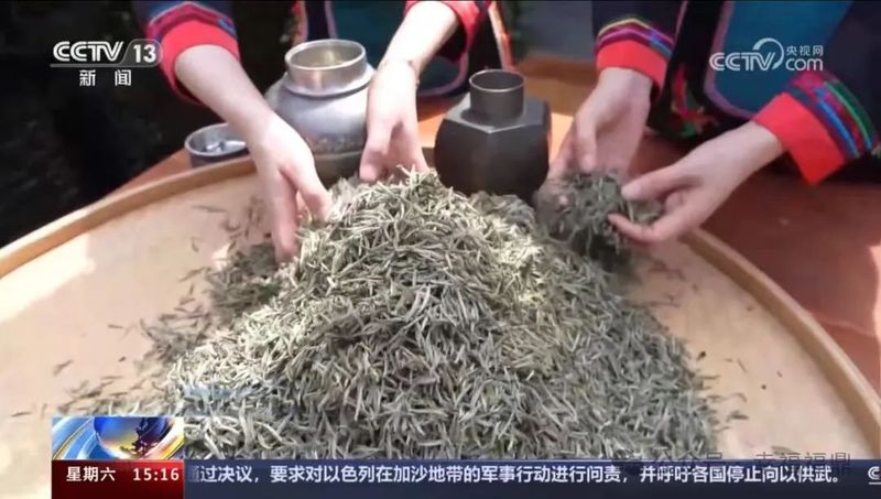 有关于福鼎： 一茶一叶，福鼎白茶再上央视的消息(4)
