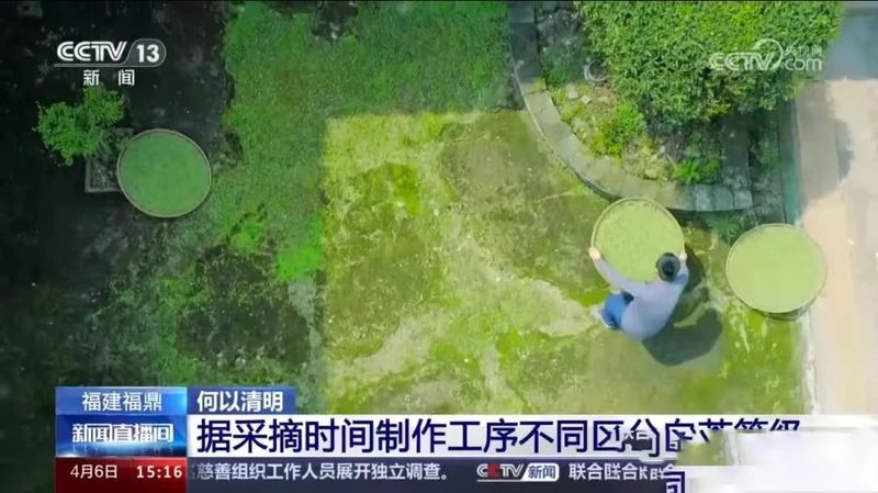 有关于福鼎： 一茶一叶，福鼎白茶再上央视的消息(1)