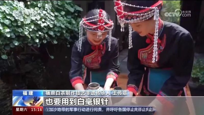 有关于福鼎： 一茶一叶，福鼎白茶再上央视的消息(5)