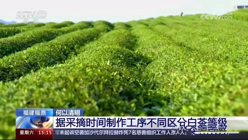 有关于福鼎： 一茶一叶，福鼎白茶再上央视的消息