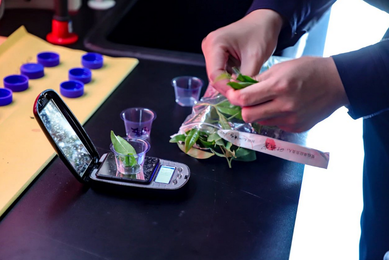 关于松溪：开展农残抽样检测 确保茶叶质量安全的最新消息(3)