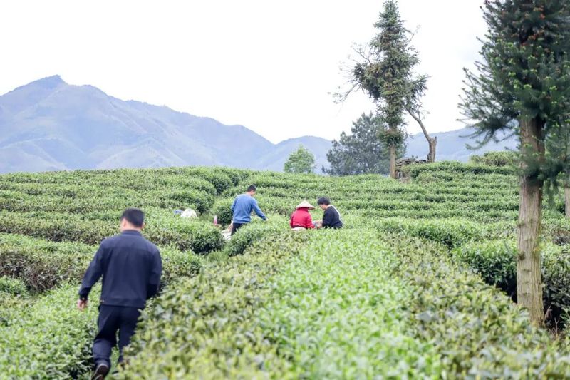 关于松溪：开展农残抽样检测 确保茶叶质量安全的最新消息