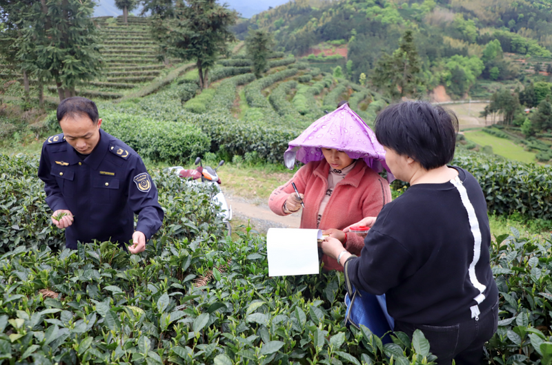 关于松溪：开展农残抽样检测 确保茶叶质量安全的最新消息(2)