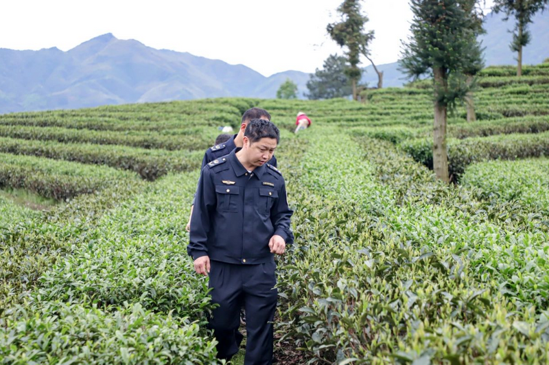关于松溪：开展农残抽样检测 确保茶叶质量安全的最新消息(4)