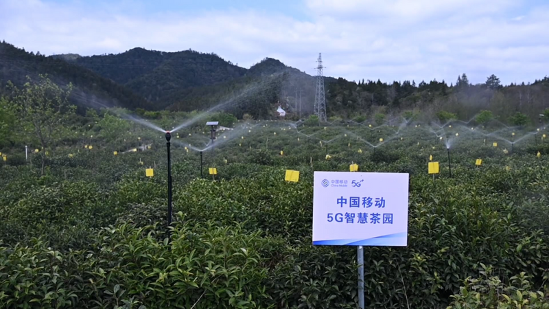 关于安徽省祁门 数智赋能茶产业 智慧种茶新模式的最新消息