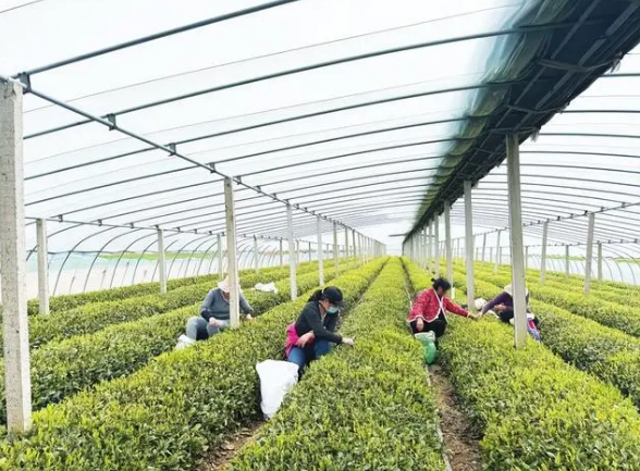 关于莒县夏庄镇 春茶采摘正当时的内容