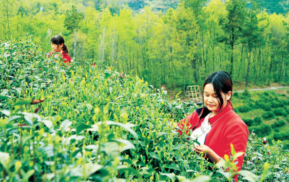 有关于湖北房县：高山春茶香的消息