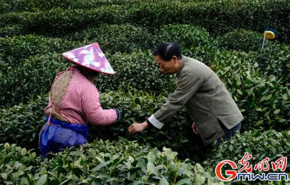 关于西湖龙井采摘忙 春茶炒制共富香的内容(1)