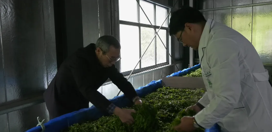 有关于湖南省茶叶学会理事长肖力争到古丈县考察指导古树红茶制作工作的资讯(3)