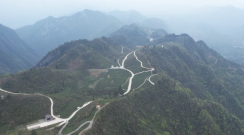 有关于谷雨将至春茶飘香 万宝山上采摘正忙时的消息(4)