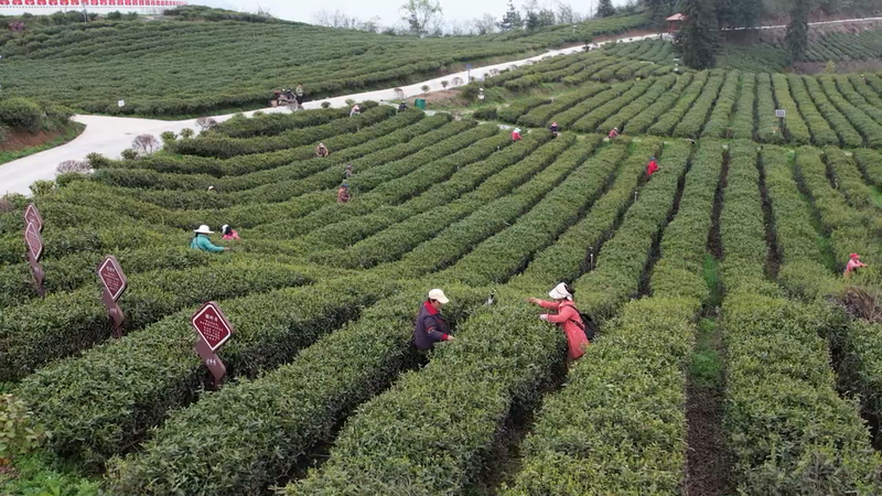 有关于谷雨将至春茶飘香 万宝山上采摘正忙时的消息