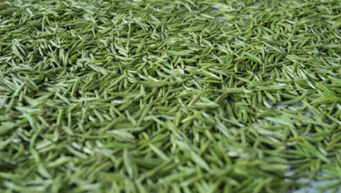 有关于谷雨将至春茶飘香 万宝山上采摘正忙时的消息(1)