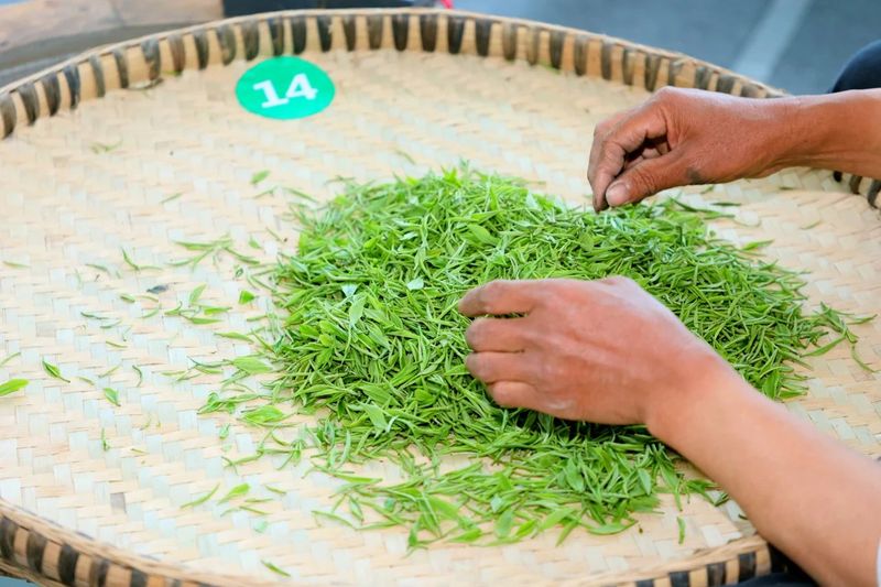 有关于2024中国沐川紫茶大会手工制茶比赛举行的相关内容(1)