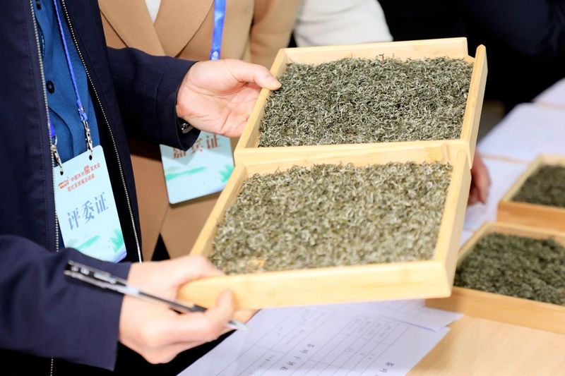 有关于2024中国沐川紫茶大会手工制茶比赛举行的相关内容(5)